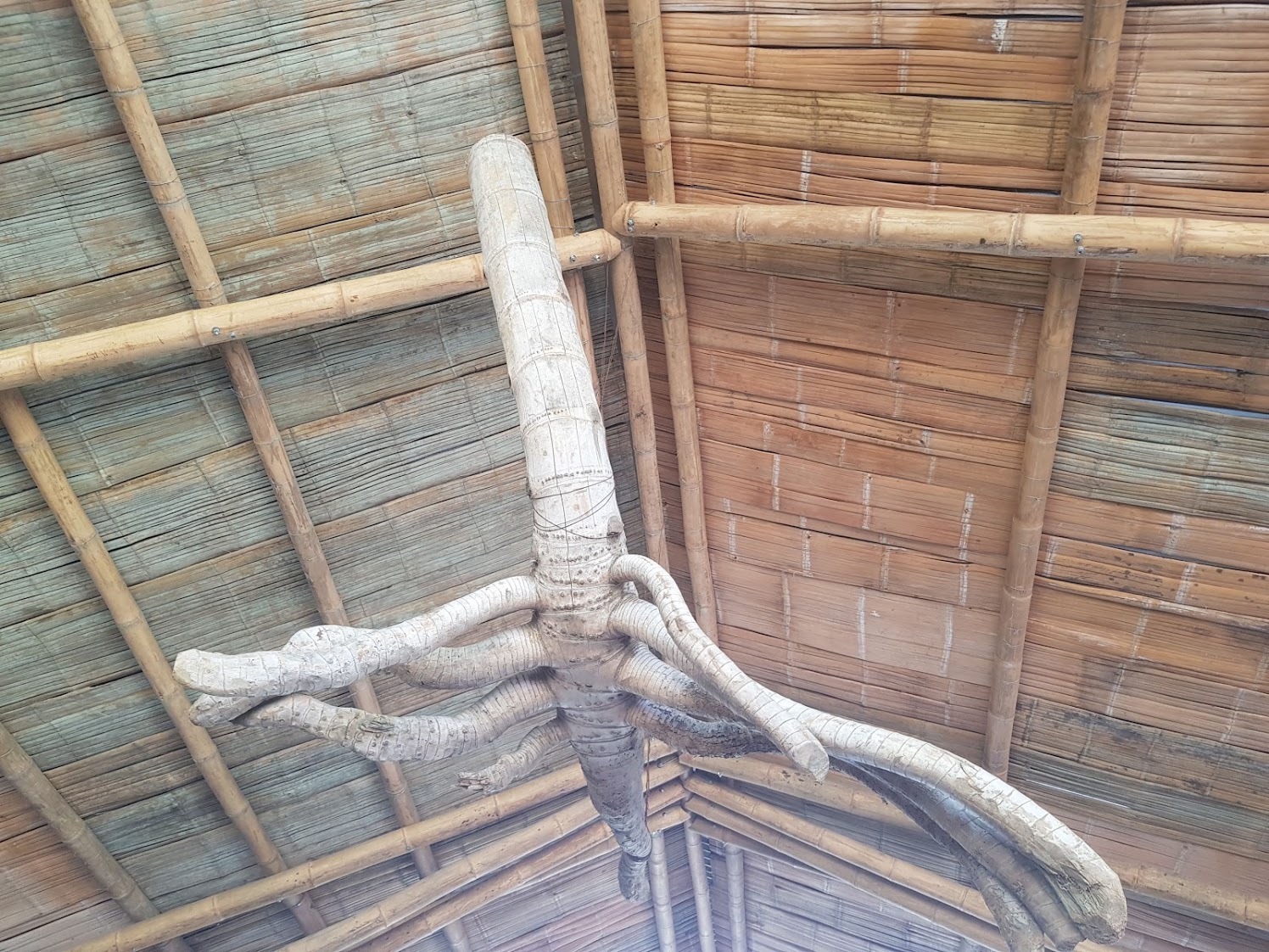 Bamboo as a building material