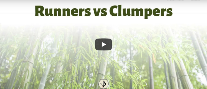 Running Bamboo vs Clumping Bamboo