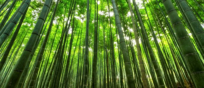 European Bamboo Expo 2023